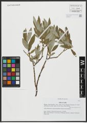 Foto von Salix alba L.